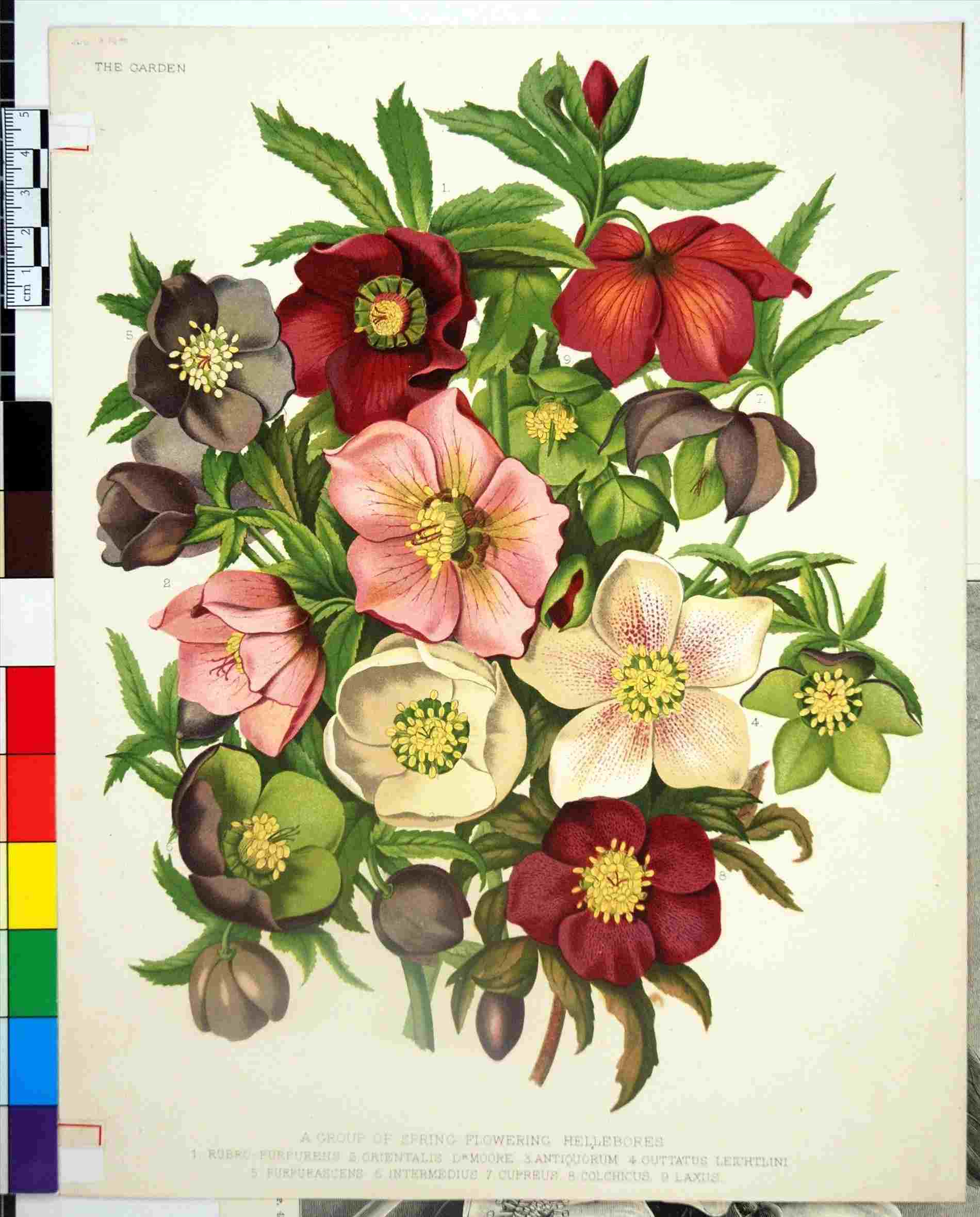 Columbine Flower Drawing at Explore collection of