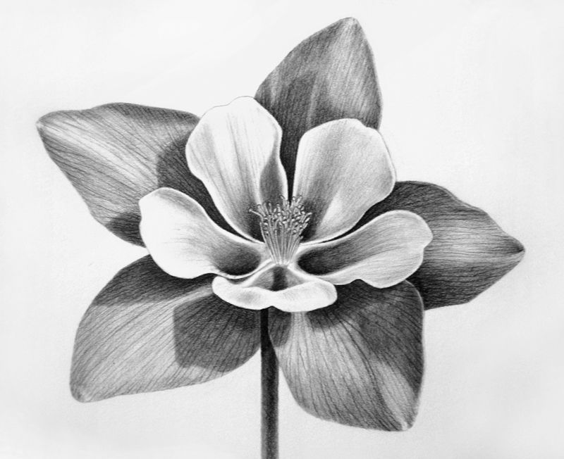 Columbine Flower Drawing at Explore collection of