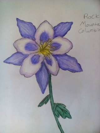 Columbine Flower Drawing at PaintingValley.com | Explore collection of ...