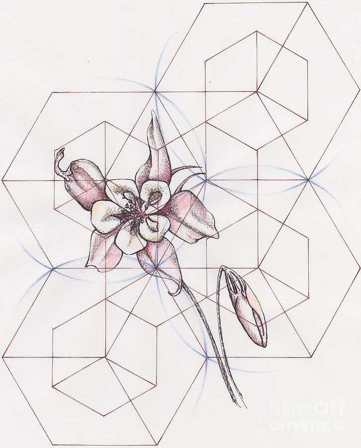 726x900 columbine flower drawing - Columbine Flower Drawing