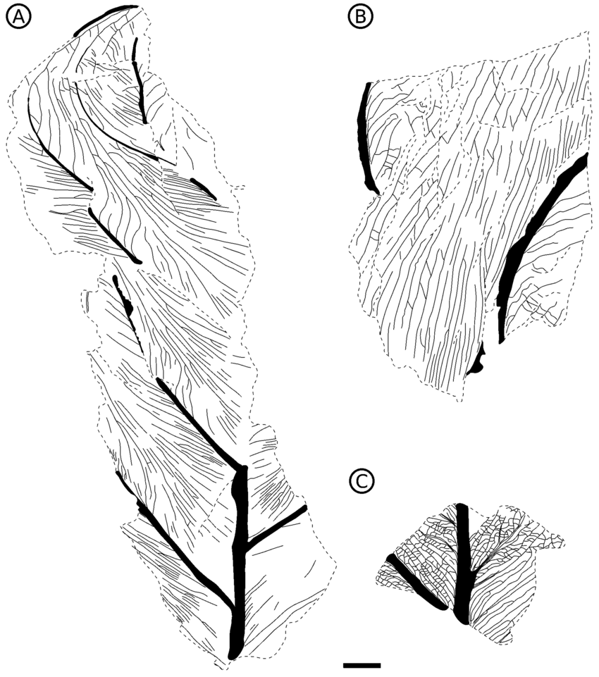 850x961 lejalia sagenopteroides gen nov et comb nov a, line drawing - Comb Drawing