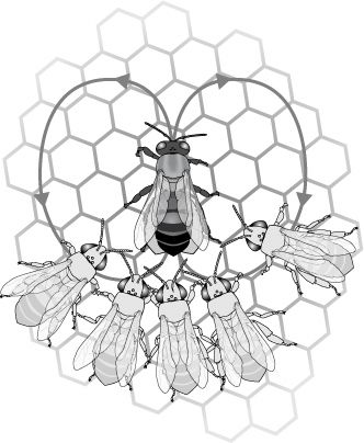 332x404 bees on comb researchimages bee drawing, bee, bee farm - Comb Drawing