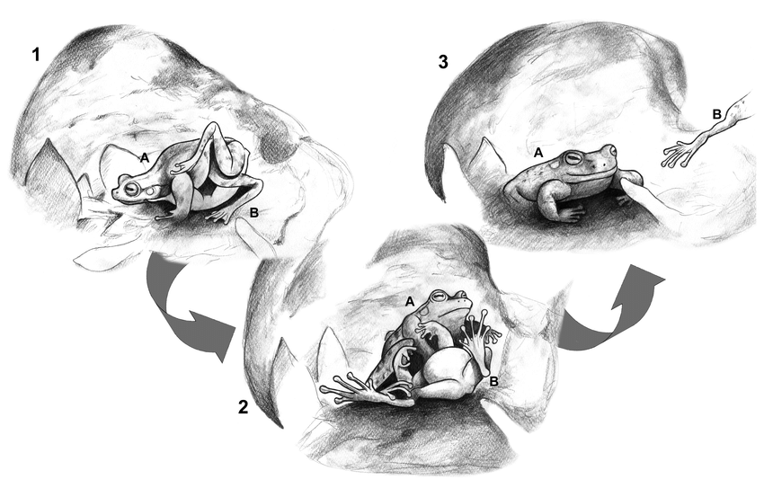 850x553 schematic drawings of bokermannohyla martinsi combat - Combat Drawings