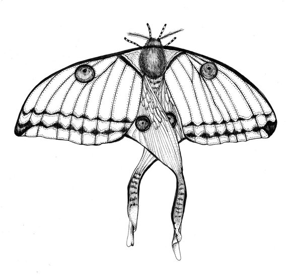 570x545 comet moth original artwork ink drawing on paper x etsy - Comet Drawing