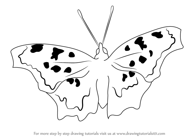 800x568 Learn How To Draw A Eastern Comma - Comma Drawing