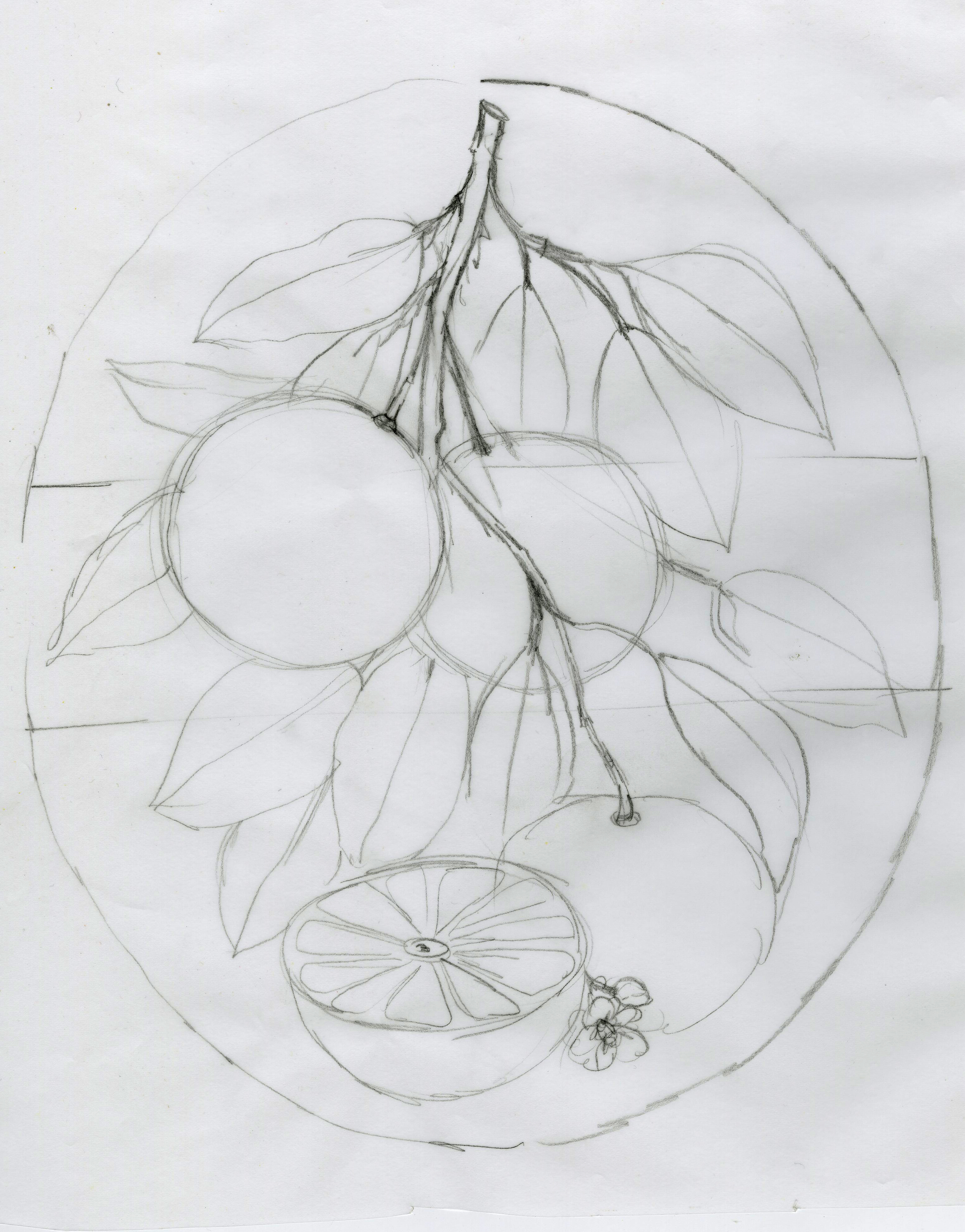 3083x3936 drawing botanical illustrations for commissions commercial use - Commercial Drawing