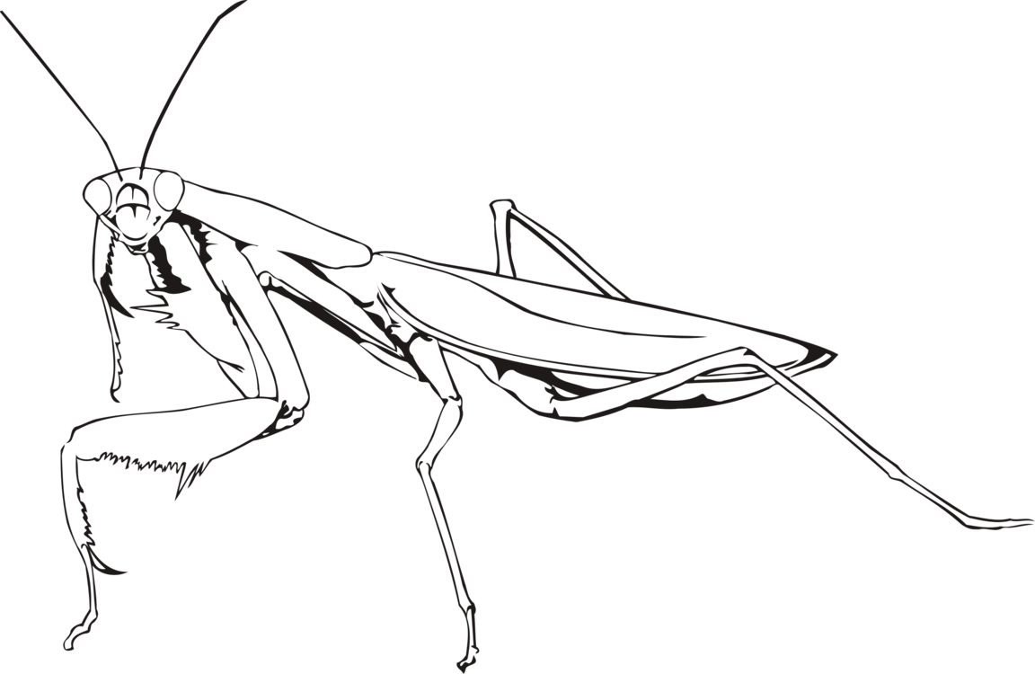1152x750 insect european mantis drawing chevrolet cc0 - Commercial Drawing