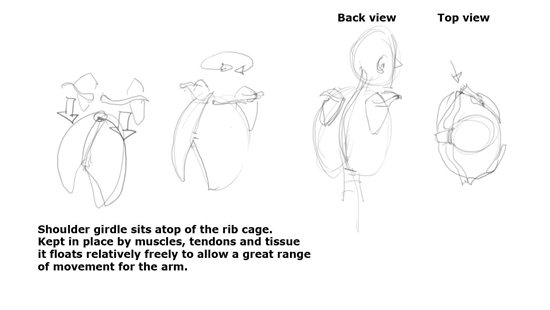 550x310 common mistakes the shoulder girdle deceit - Common Drawing