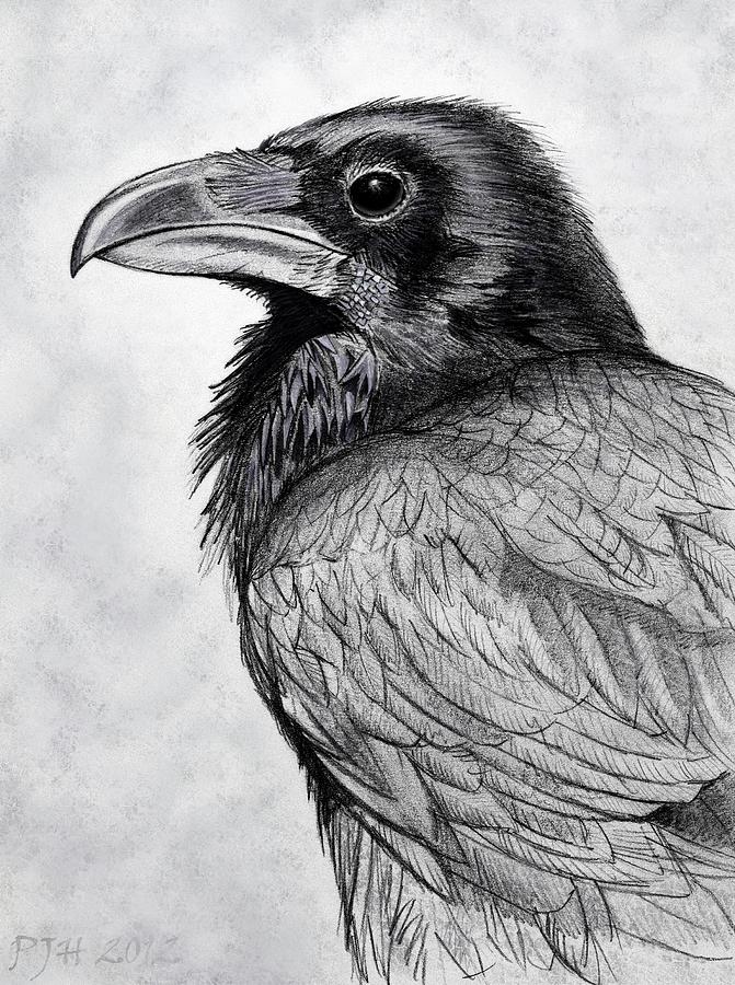 671x900 corvus corax the common raven drawing - Common Drawing
