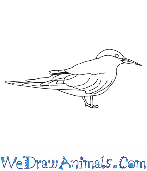 300x350 how to draw a common tern - Common Drawing