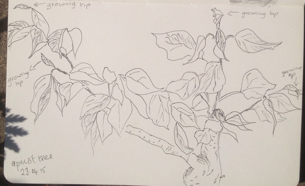 1024x627 Drawing Growth Archives - Community Drawing