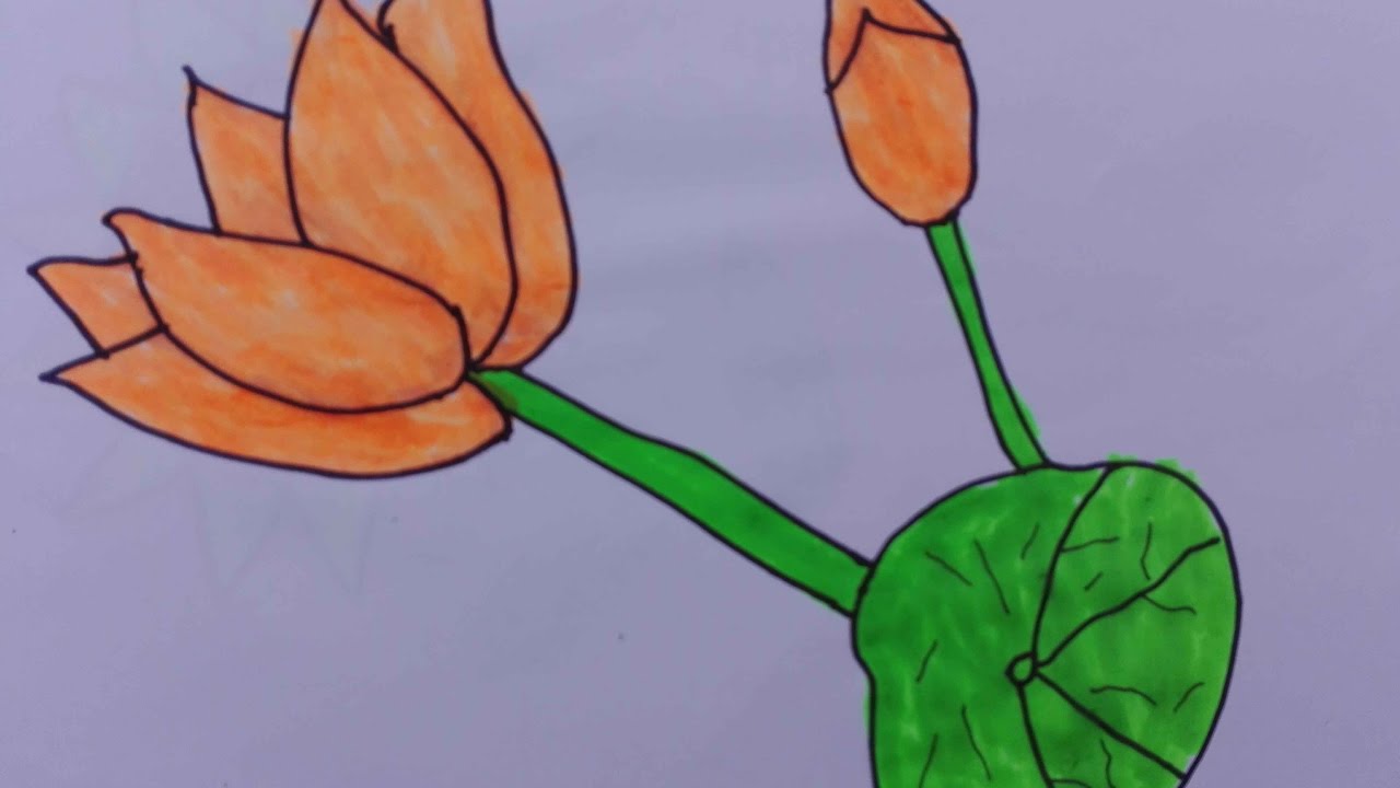1280x720 how to draw a lotus lotus flower drawing sketch lotus flower - Compass Flower Drawing