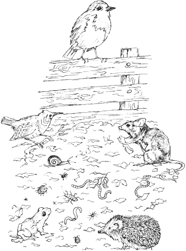 384x517 Compost Or Mulch Vegan Organic Network - Compost Drawing