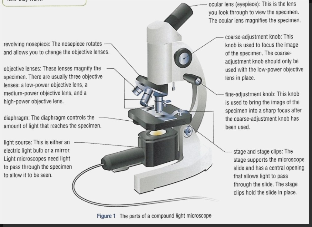 Simple Compound Microscope Diagram