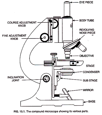 Compound Light Microscope Drawing at PaintingValley.com | Explore ...