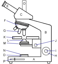 231x255 Huge Collection Of 'light Microscope Drawing' Download More Than - Compound Light Microscope Drawing