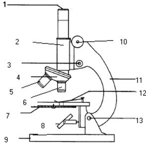 294x291 Introduction To The Microscope Lab - Compound Light Microscope Drawing