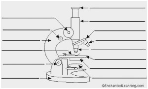 300x181 labeled diagram of a compound light microscope amazing microscope - Compound Light Microscope Drawing