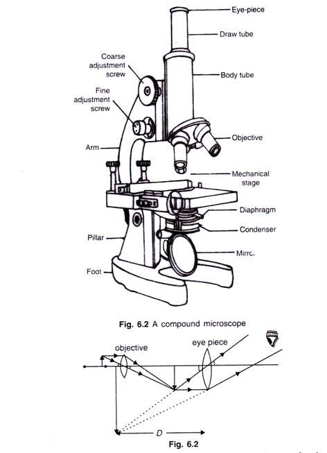 Compound Light Microscope Drawing At Explore