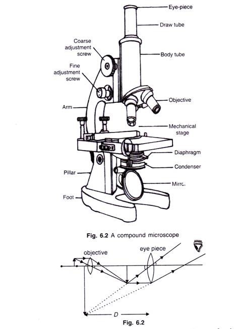 Compound Light Microscope Drawing at PaintingValley.com | Explore ...