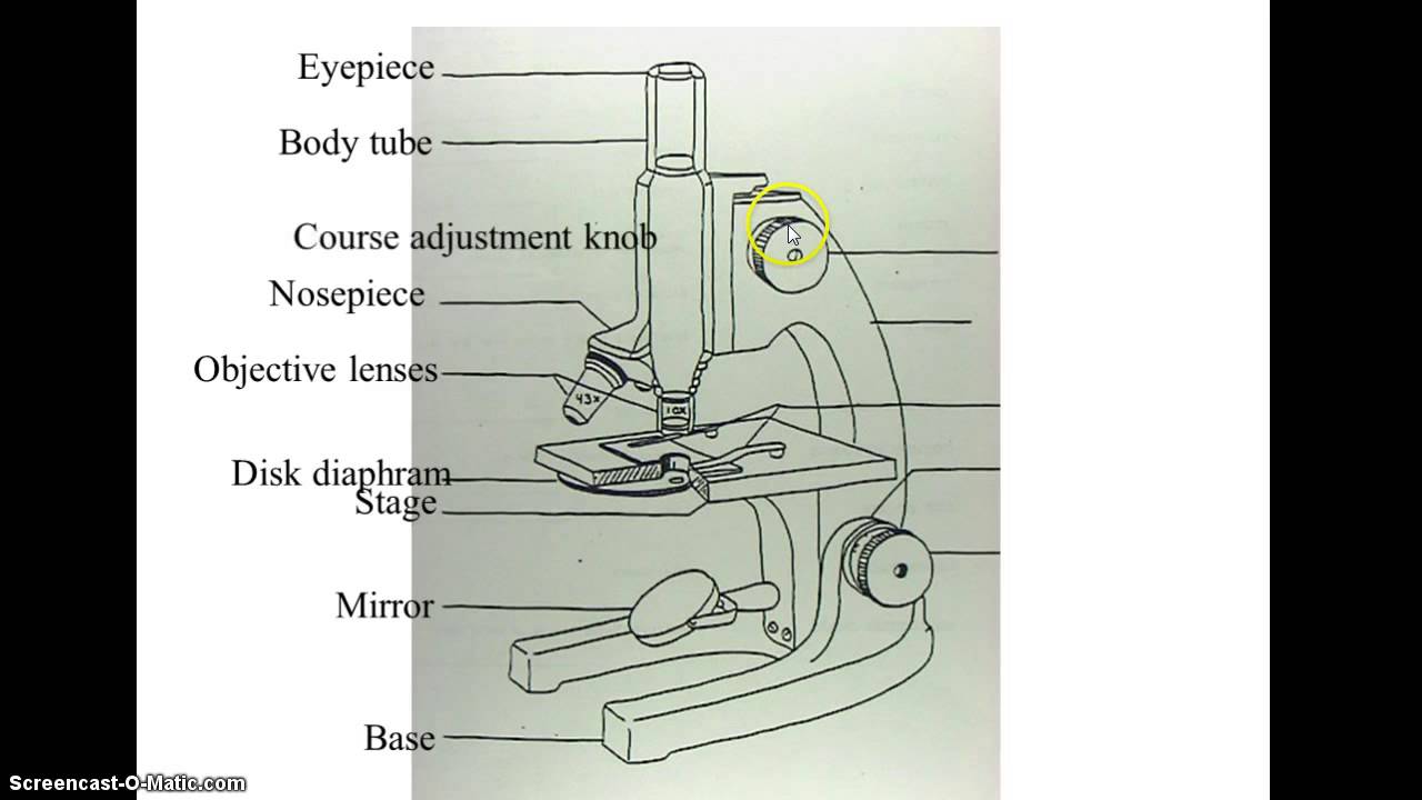 1280x720 Microscope Diagram - Compound Light Microscope Drawing