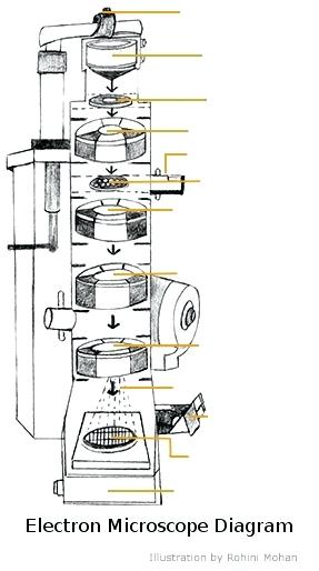 287x514 microscope drawing with parts diagram labeled unlabeled and blank - Compound Light Microscope Drawing
