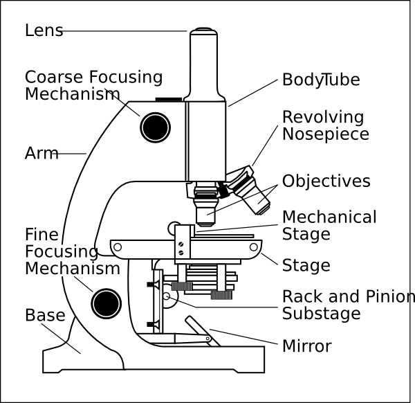 600x582 Microscope With Labels Clip Art - Compound Light Microscope Drawing