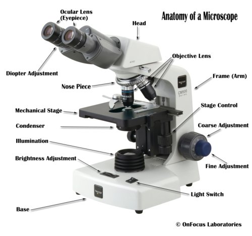 500x469 parts of a compound microscope with diagram and functions - Compound Light Microscope Drawing
