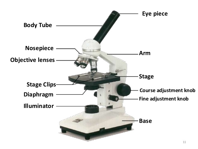 Compound Light Microscope Drawing at PaintingValley.com | Explore ...