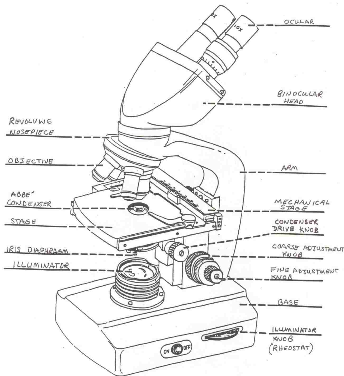 1303x1423 of digrmrhdrdigrmcom digrm how to draw a compound light microscope - Compound Light Microscope Drawing