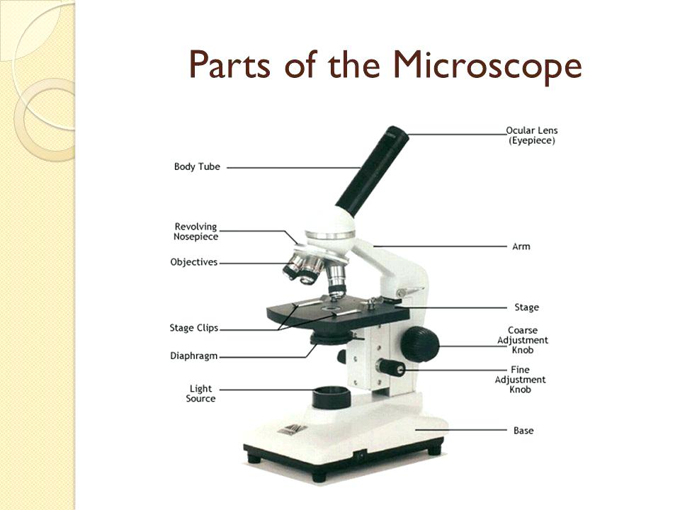 Compound Light Microscope Drawing at PaintingValley.com | Explore ...