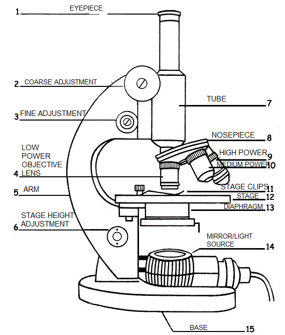 Compound Microscope Drawing at PaintingValley.com | Explore collection ...