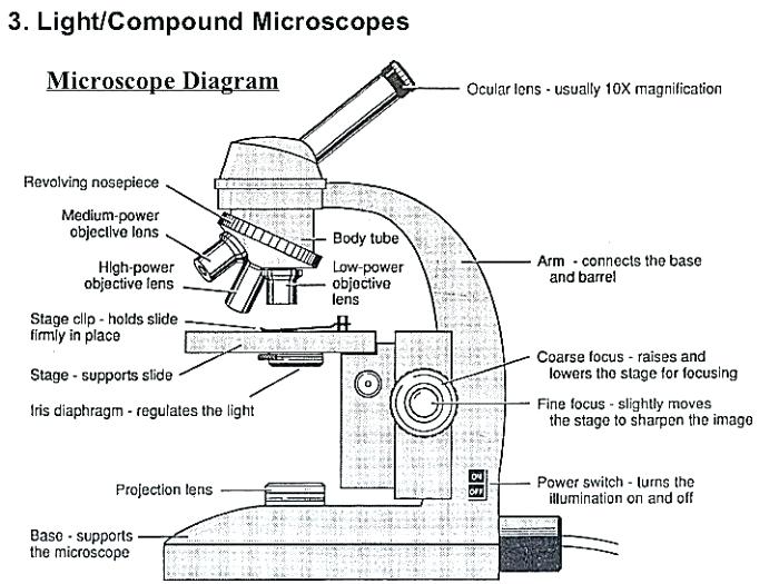 Compound Microscope Drawing at Explore collection