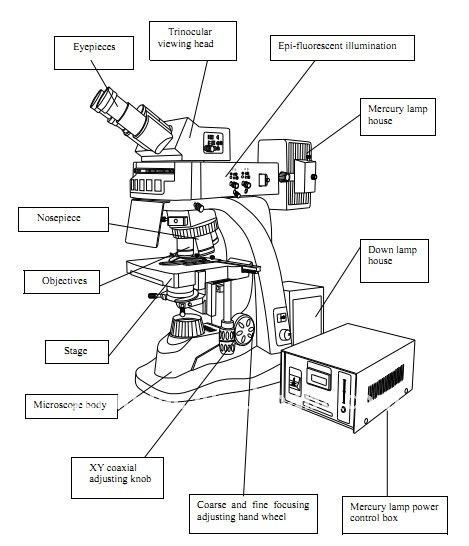 469x546 compound microscope drawing - Compound Microscope Drawing