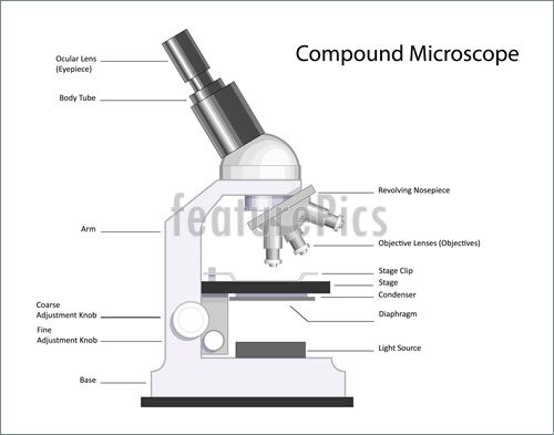 500x393 Free Microscope Drawing Download Clip Art On Draw And Label - Compound Microscope Drawing