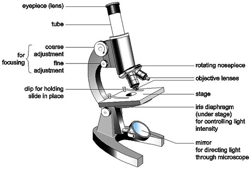 512x346 Huge Collection Of 'light Microscope Drawing' Download More Than - Compound Microscope Drawing