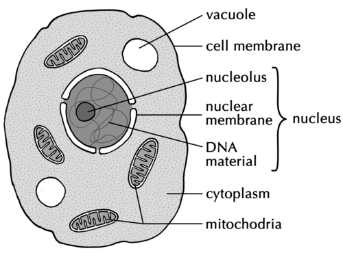 500x370 labelled compound microscope - Compound Microscope Drawing