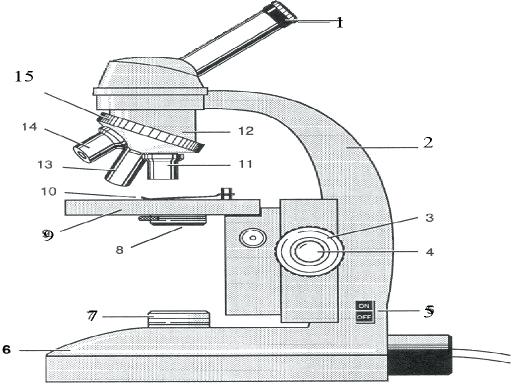 512x384 Microscope Drawing With Parts Diagram Labeled Unlabeled And Blank - Compound Microscope Drawing