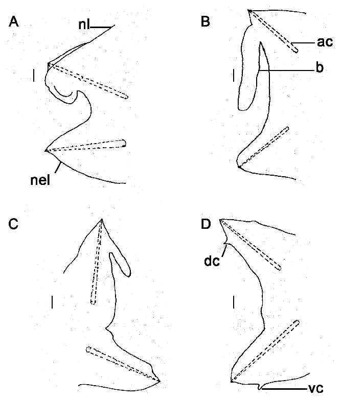 667x783 nephtys bangladeshi n sp line drawings under compound microscope - Compound Microscope Drawing
