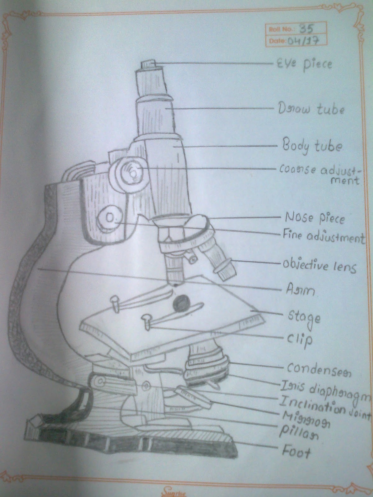 Compound Microscope Drawing at
