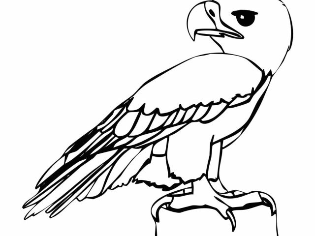 640x480 Drawing Cartoon On Computer Eagle Cartoon Drawing In Steps - Computer Cartoon Drawing