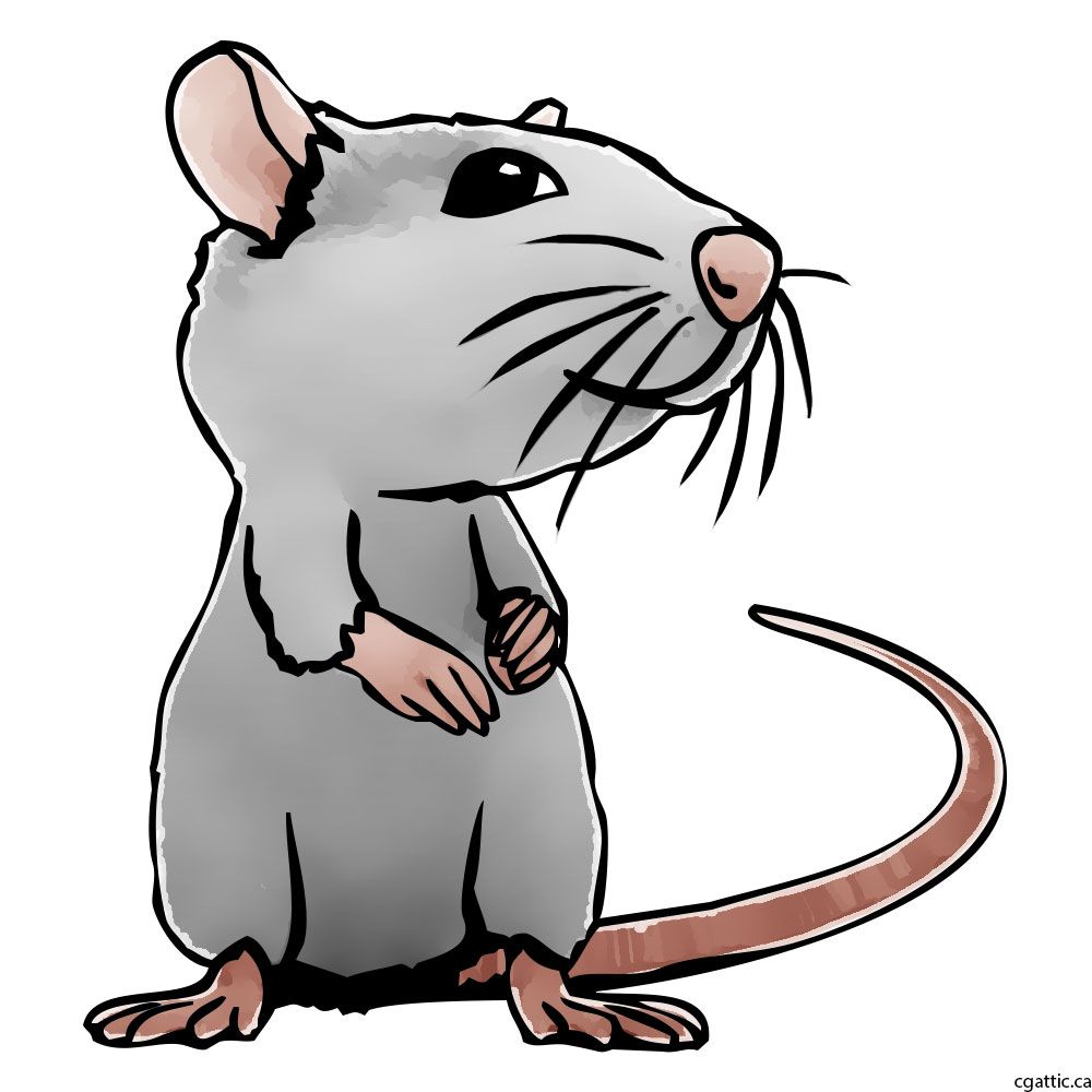 1000x1000 Rat Cartoon Drawing In Steps With Photoshop - Computer Cartoon Drawing