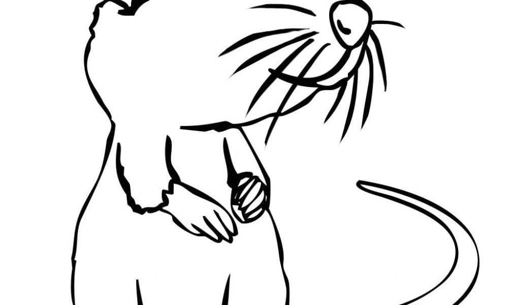 1024x600 Wolf Drawing On Computer Rat Cartoon Drawing In Steps - Computer Cartoon Drawing