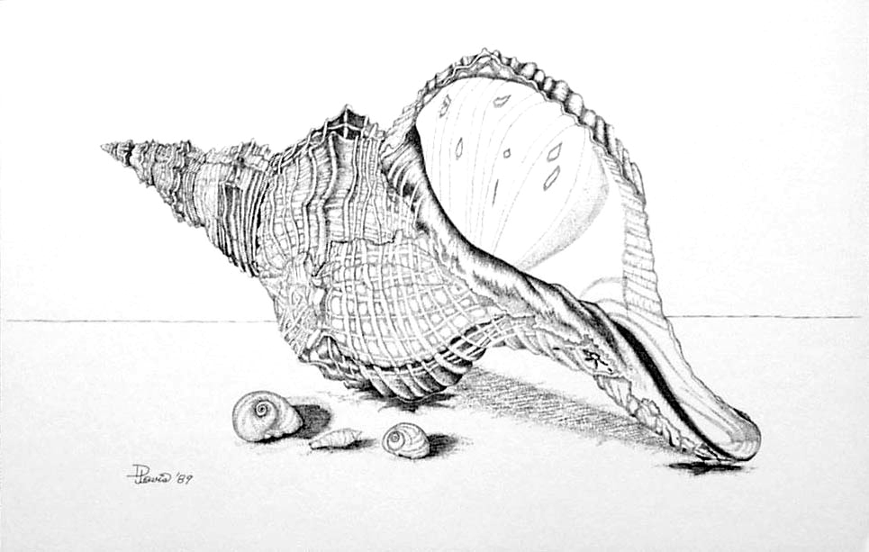 Conch Shell Line Drawing at PaintingValley.com | Explore collection of