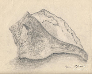 300x240 conch shell drawing - Conch Drawing