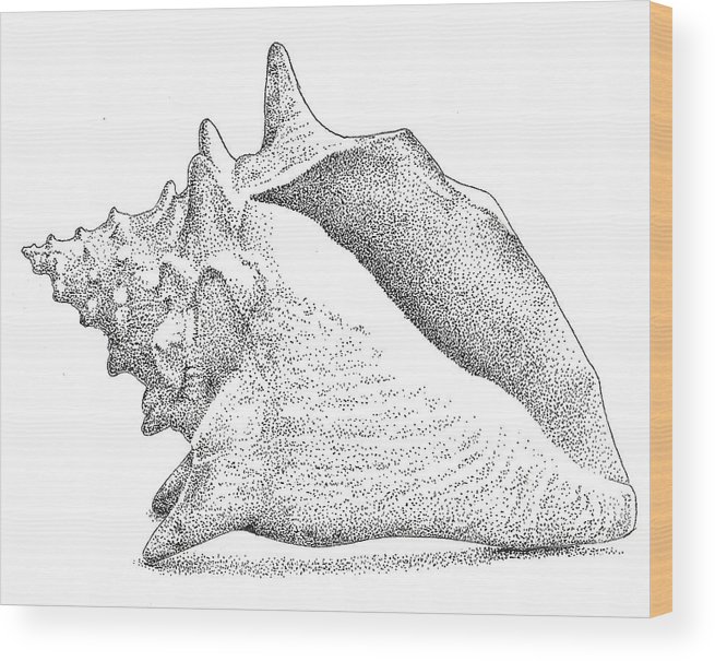 655x605 conch shell wood print - Conch Drawing