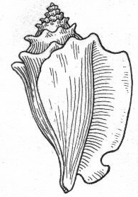 195x278 conch shell drawing - Conch Drawing