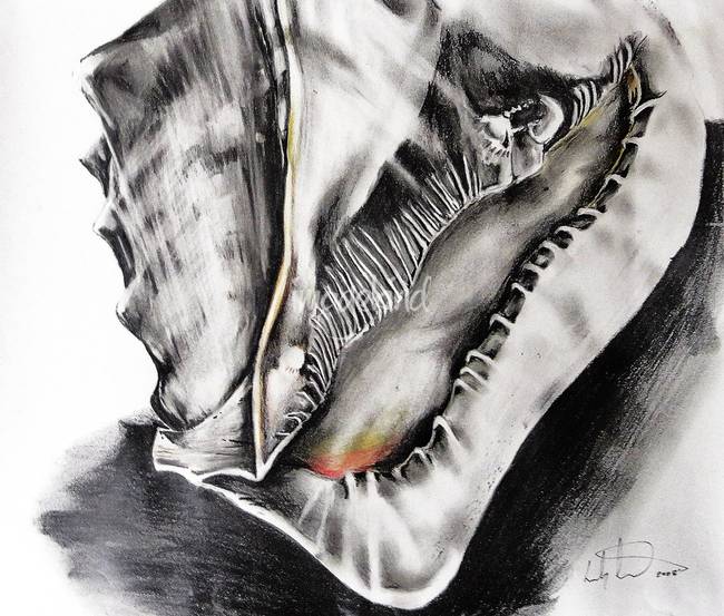 650x553 empire horned conch shell - Conch Drawing