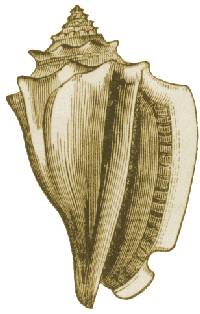 200x314 Fileconch Drawing - Conch Drawing