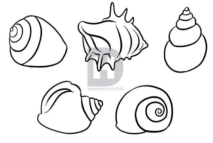 740x496 How To Draw Shells, Step - Conch Drawing